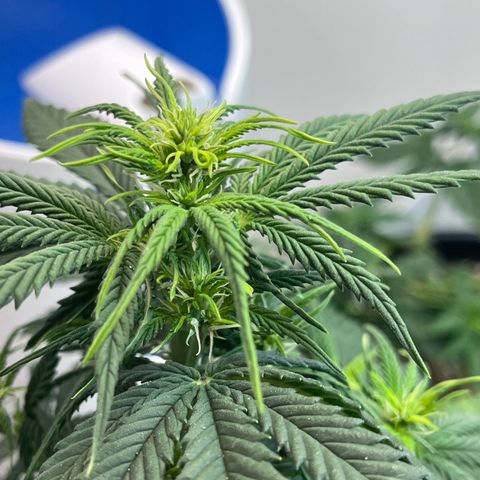 Automática Mysterious growlog timeline photo