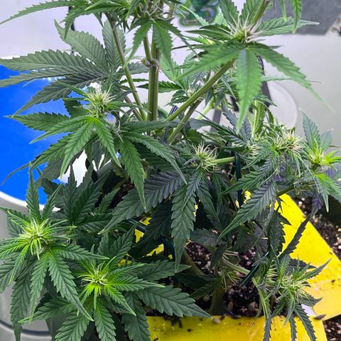 Automática Mysterious growlog timeline photo