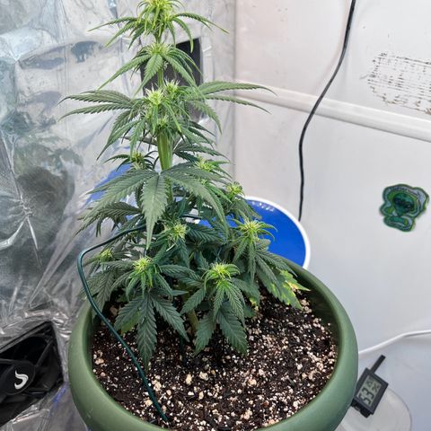 Automática Mysterious growlog timeline photo