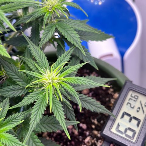 Automática Mysterious growlog timeline photo