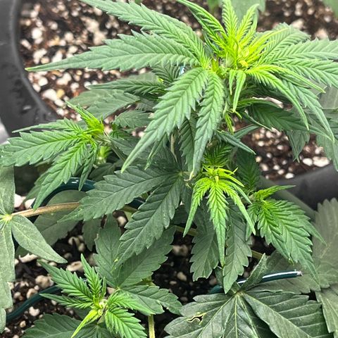 Automática Mysterious growlog timeline photo