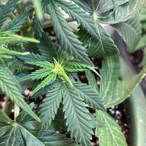 Automática Mysterious growlog timeline photo
