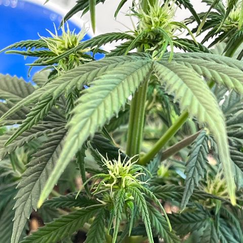 Automática Mysterious growlog timeline photo