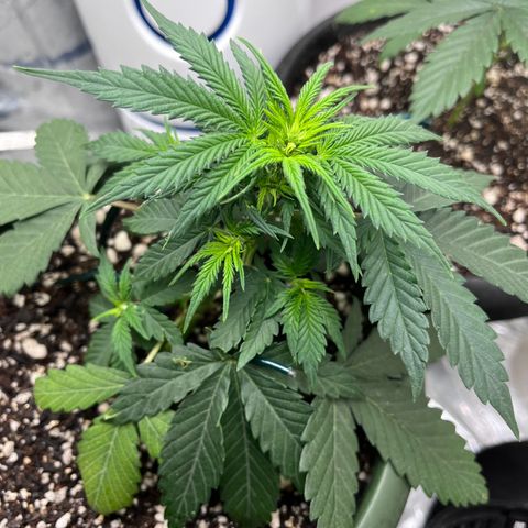 Automática Mysterious growlog timeline photo