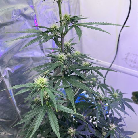 Automática Mysterious growlog timeline photo