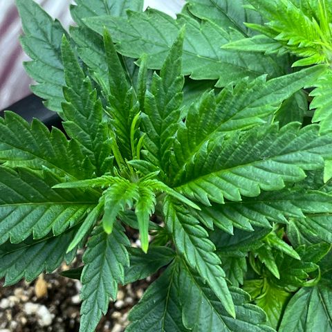 Automática Mysterious growlog timeline photo