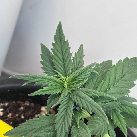 Automática Mysterious growlog timeline photo