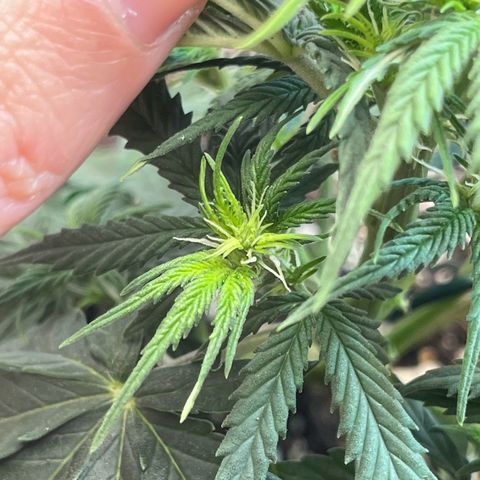 Automática Mysterious growlog timeline photo