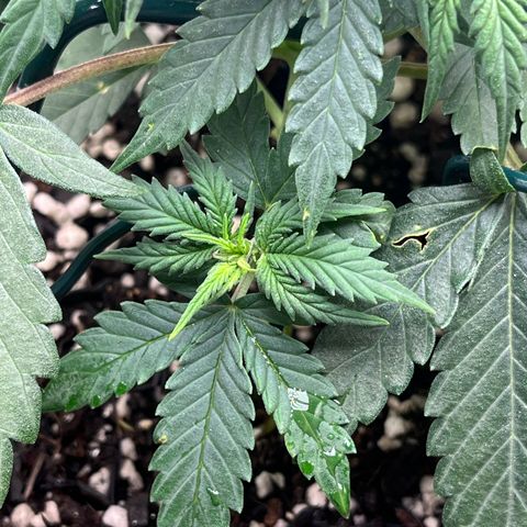 Automática Mysterious growlog timeline photo