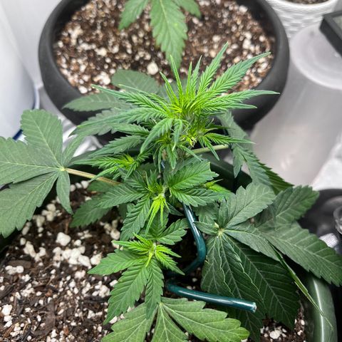 Automática Mysterious growlog timeline photo