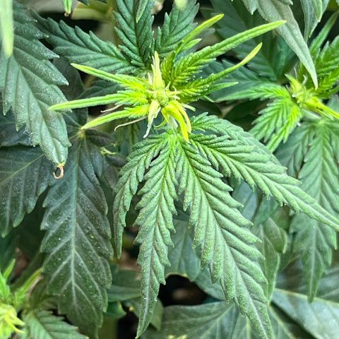 Automática Mysterious growlog timeline photo