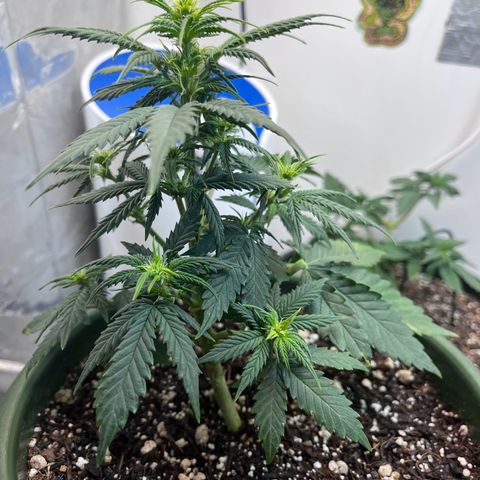 Automática Mysterious growlog timeline photo