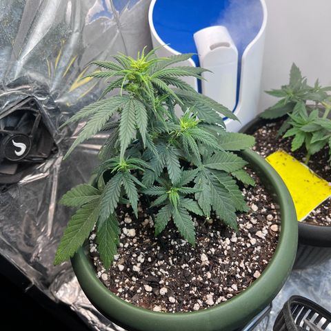 Automática Mysterious growlog timeline photo