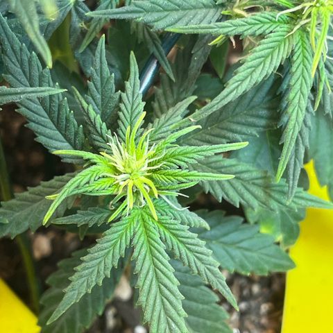 Automática Mysterious growlog timeline photo