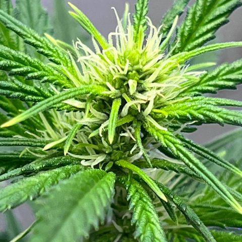 Automática Mysterious growlog timeline photo
