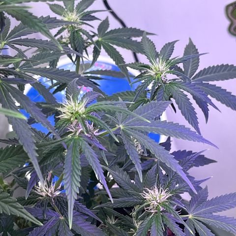 Automática Mysterious growlog timeline photo