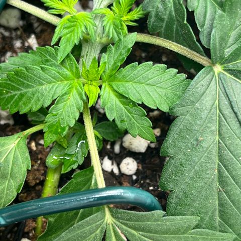 Automática Mysterious growlog timeline photo