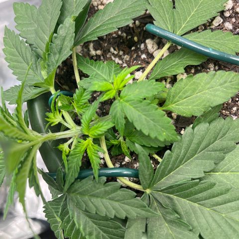 Automática Mysterious growlog timeline photo