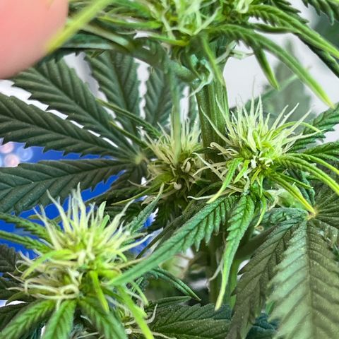 Automática Mysterious growlog timeline photo