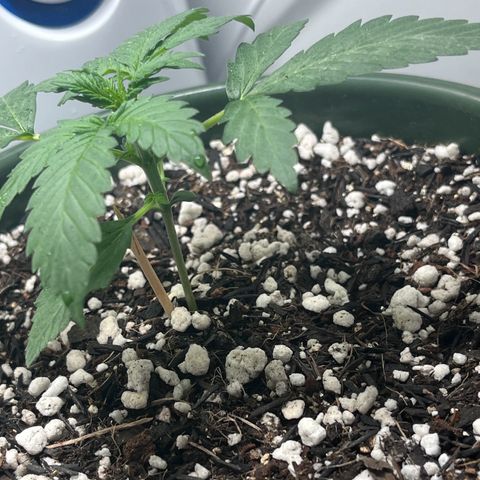 Automática Mysterious growlog timeline photo