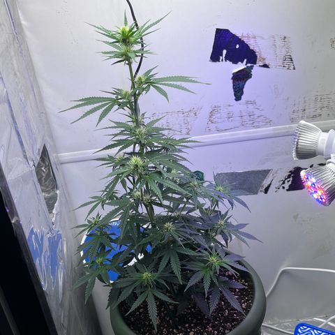 Automática Mysterious growlog timeline photo