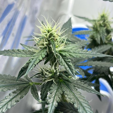 Automática Mysterious growlog timeline photo