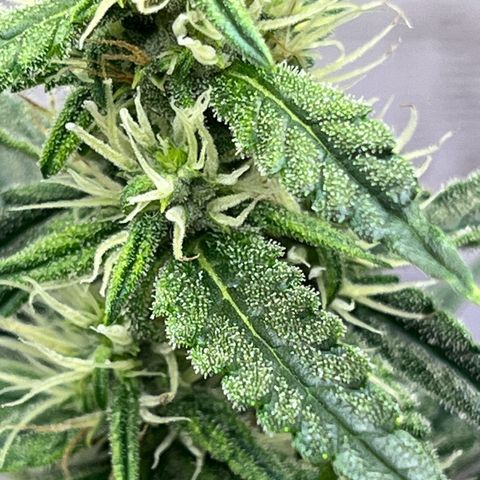 Automática Mysterious growlog timeline photo