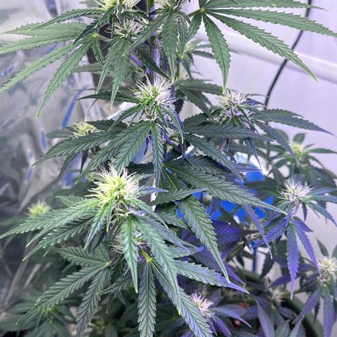 Automática Mysterious growlog timeline photo