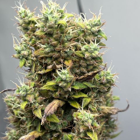 Automática Mysterious growlog timeline photo