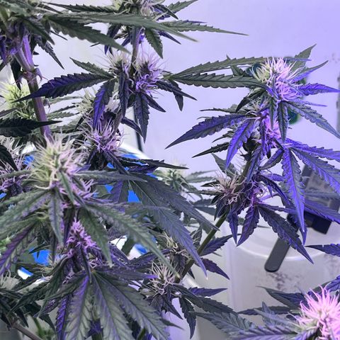 Automática Mysterious growlog timeline photo