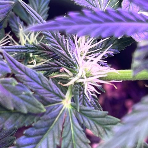 Automática Mysterious growlog timeline photo