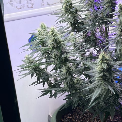 Automática Mysterious growlog timeline photo