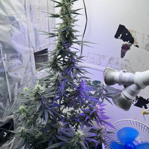 Automática Mysterious growlog timeline photo