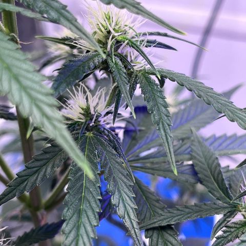 Automática Mysterious growlog timeline photo