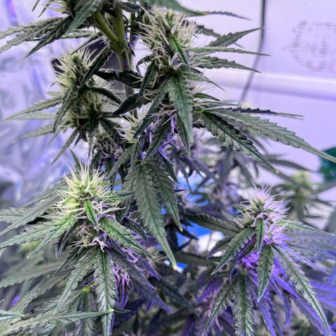 Automática Mysterious growlog timeline photo