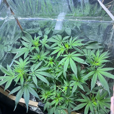 Automática Mysterious growlog timeline photo