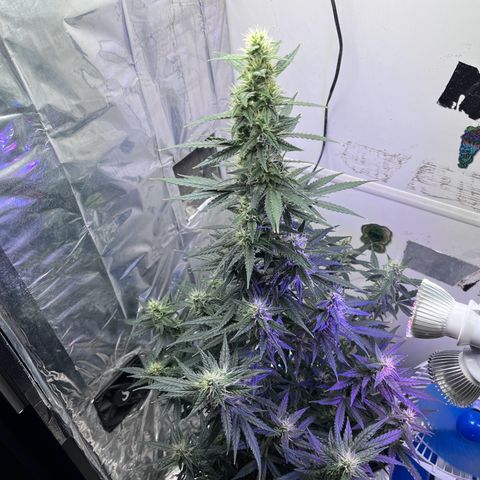 Automática Mysterious growlog timeline photo