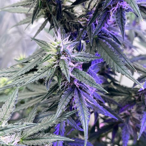 Automática Mysterious growlog timeline photo