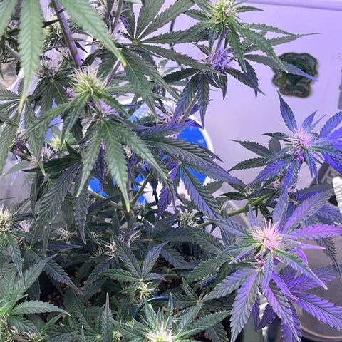 Automática Mysterious growlog timeline photo