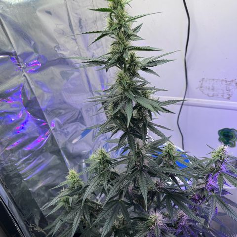 Automática Mysterious growlog timeline photo