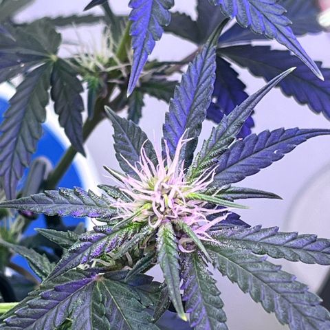 Automática Mysterious growlog timeline photo
