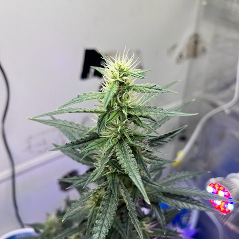 Automática Mysterious growlog timeline photo