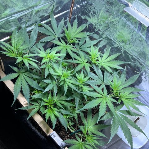Automática Mysterious growlog timeline photo