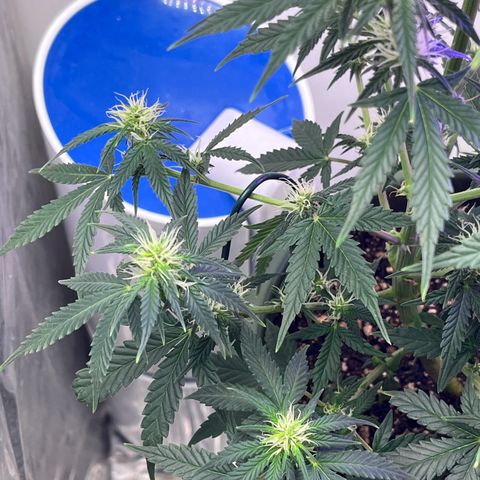 Automática Mysterious growlog timeline photo