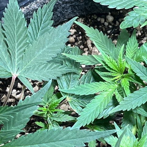 Automática Mysterious growlog timeline photo