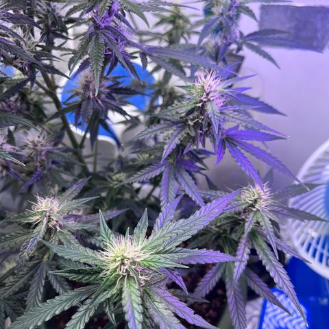 Automática Mysterious growlog timeline photo