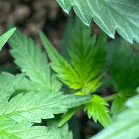 Automática Mysterious growlog timeline photo