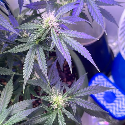 Automática Mysterious growlog timeline photo
