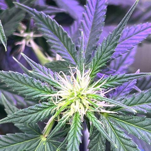 Automática Mysterious growlog timeline photo