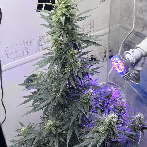 Automática Mysterious growlog timeline photo